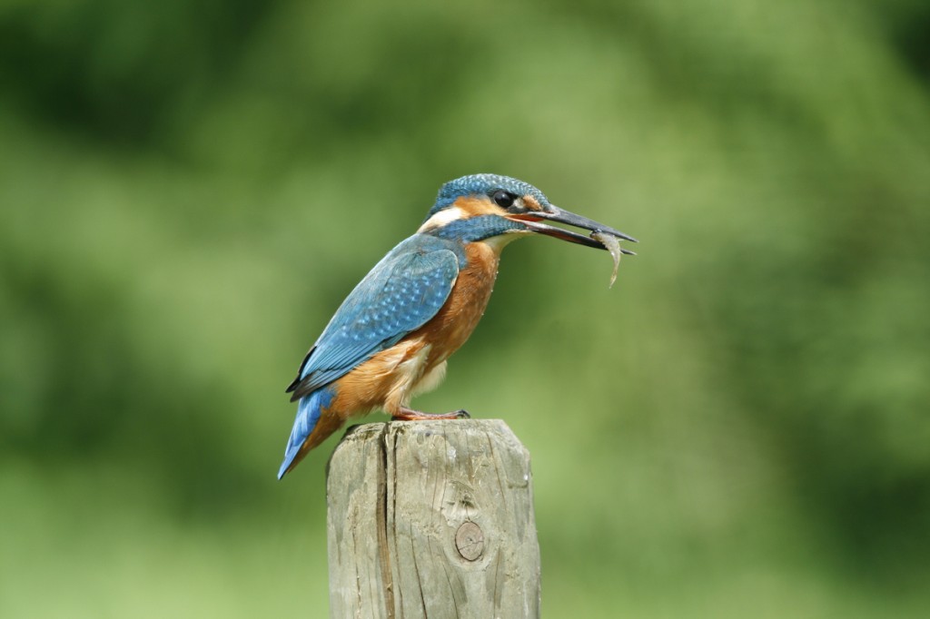Ijssvogel